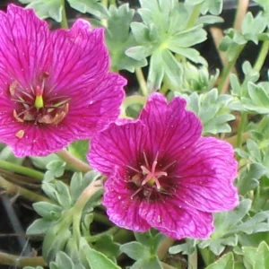 Geranium (Cinereum Group) 'Purple Pillow', Cranesbill 'Purple Pillow', Ashy Cranesbill, Geranium cinereum 'Purple Pillow', Geranium 'Purple Pillow', Hardy Geraniums, Best geraniums, Best Border Geranium, purple geranium