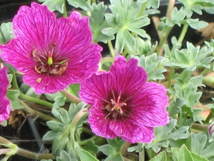 Geranium (Cinereum Group) 'Purple Pillow', Cranesbill 'Purple Pillow', Ashy Cranesbill, Geranium cinereum 'Purple Pillow', Geranium 'Purple Pillow', Hardy Geraniums, Best geraniums, Best Border Geranium, purple geranium