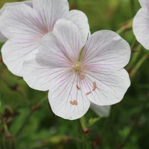 Geranium Pratense, Cranesbill 'Kashmir White', Geranium pratense 'Kashmir White', Geranium pratense 'Rectum Album', Geranium rectum 'Album', Geranium 'Kashmir White',Hardy Geranium, White Geranium