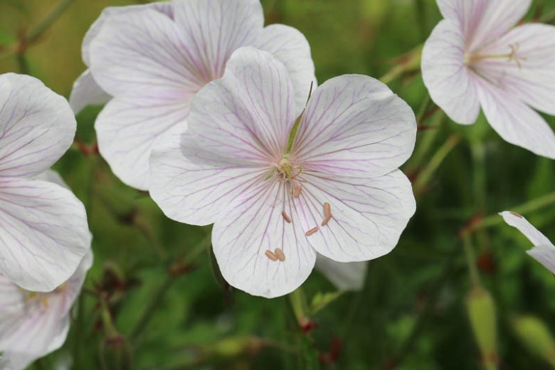 Geranium Pratense, Cranesbill 'Kashmir White', Geranium pratense 'Kashmir White', Geranium pratense 'Rectum Album', Geranium rectum 'Album', Geranium 'Kashmir White',Hardy Geranium, White Geranium