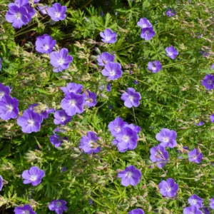 Geranium Himalayense, Lilac Cranesbill, Himalayan Crane's Bill, Geranium Himalayense Alpinum , Geranium Grandiflorum, Himalayan Cranesbill, Geranium Meeboldii, Geranium Himalayense var. Meeboldii, Best geraniums, Best groundcovers, Blue geranium, Purple g