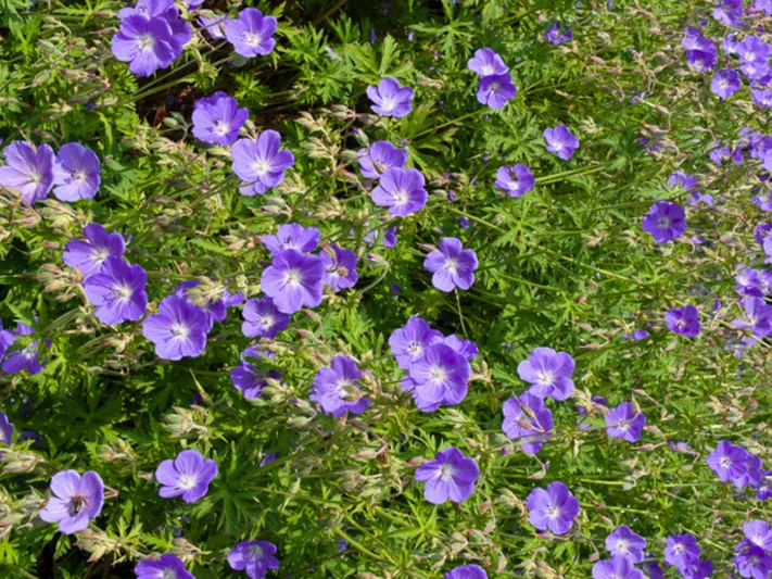 Geranium Himalayense, Lilac Cranesbill, Himalayan Crane's Bill, Geranium Himalayense Alpinum , Geranium Grandiflorum, Himalayan Cranesbill, Geranium Meeboldii, Geranium Himalayense var. Meeboldii, Best geraniums, Best groundcovers, Blue geranium, Purple g