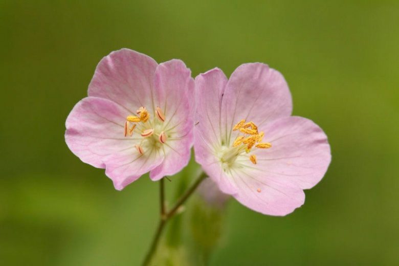 Geranium maculatum,Spotted Cranesbill, Wild Cranesbill, Chocolate Flower, North American Crowfoot, North American Wild Cranesbill, Rock Weed, Sailor's Knot, Shame-Face, Hardy Geraniums, Best geraniums, Best rock garden Geranium, pink geranium