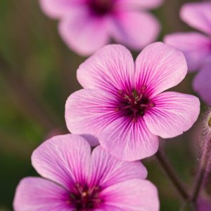 Geranium maderense, Giant Herb Robert, Madeira Island Geranium, Hardy Geraniums, Best geraniums, Best Border Geranium, purple geranium, violet geranium
