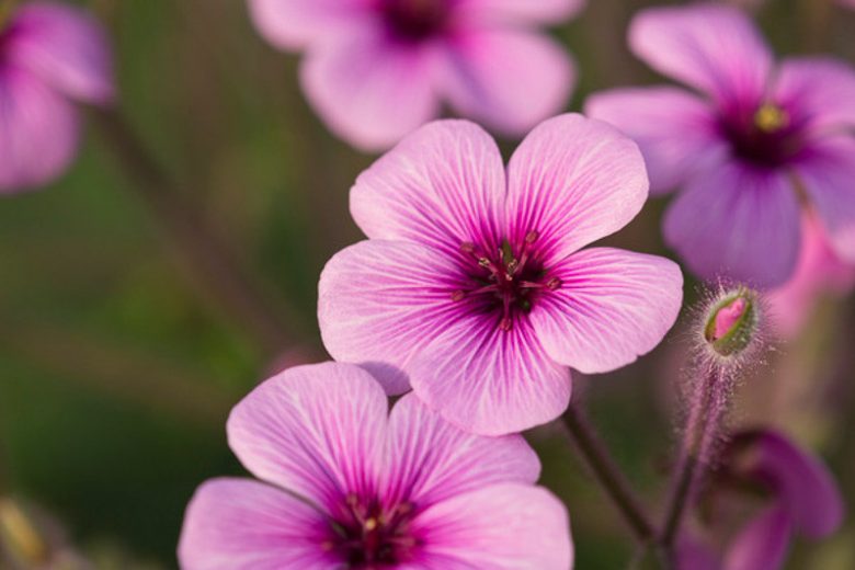 Geranium maderense, Giant Herb Robert, Madeira Island Geranium, Hardy Geraniums, Best geraniums, Best Border Geranium, purple geranium, violet geranium
