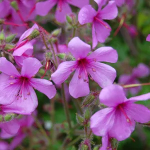 Geranium palmatum, Canary Island Cranesbill, Canary Island Geranium, Geranium anemonifolium, purple geranium, pink geranium, evergreen geranium