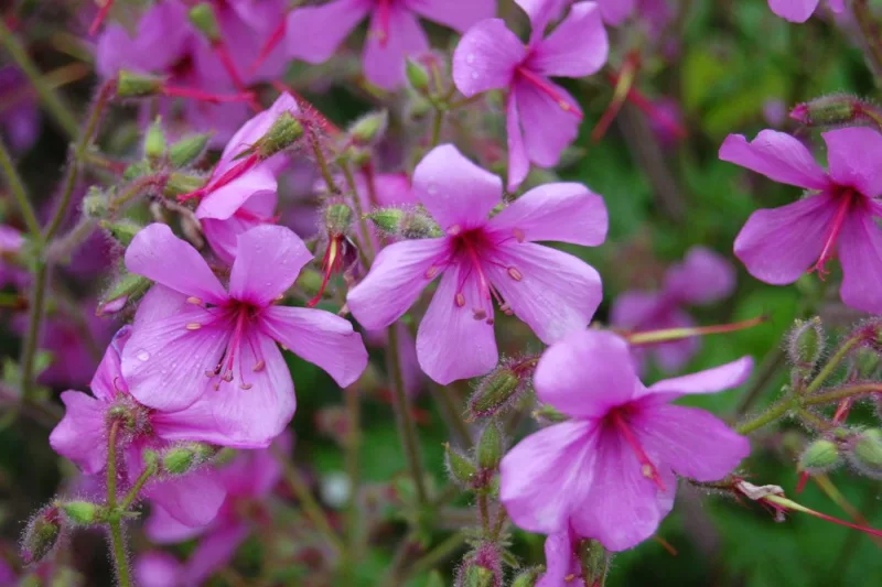 Geranium palmatum, Canary Island Cranesbill, Canary Island Geranium, Geranium anemonifolium, purple geranium, pink geranium, evergreen geranium
