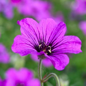 Geranium 'Patricia', Hardy Geranium Patricia, Cranesbill 'Patricia', Geranium Oxanianum x Psilostemon 'Patricia' , Geranium Endressii x Psilostemon 'Patricia', Best geraniums, Best groundcovers, purple geranium, violet geranium