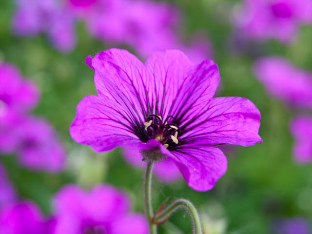 Geranium 'Patricia', Hardy Geranium Patricia, Cranesbill 'Patricia', Geranium Oxanianum x Psilostemon 'Patricia' , Geranium Endressii x Psilostemon 'Patricia', Best geraniums, Best groundcovers, purple geranium, violet geranium