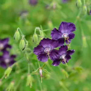 Geranium Phaeum 'Lily Lovell', Geranium 'Lily Lovell' , Dusky Cranesbill 'Lily Lovell', 'Lily Lovell' Geranium, Mourning widow 'Lily Lovell', Purple Geranium, Best geraniums, Best groundcovers