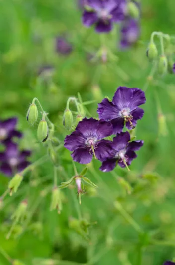 Geranium Phaeum 'Lily Lovell', Geranium 'Lily Lovell' , Dusky Cranesbill 'Lily Lovell', 'Lily Lovell' Geranium, Mourning widow 'Lily Lovell', Purple Geranium, Best geraniums, Best groundcovers