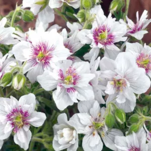 Geranium Pratense 'Double Jewel', 'Double Jewel' Geranium, Meadow Cranesbill 'Double Jewel', Cranesbill 'Double Jewel', Hardy Geranium 'Double Jewel', White Geranium, Best geraniums, Best groundcovers