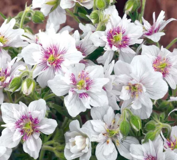 Geranium Pratense 'Double Jewel', 'Double Jewel' Geranium, Meadow Cranesbill 'Double Jewel', Cranesbill 'Double Jewel', Hardy Geranium 'Double Jewel', White Geranium, Best geraniums, Best groundcovers