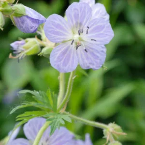 Geranium Pratense 'Mrs Kendall Clark', Meadow Cranesbill 'Mrs Kendall Clark', Meadow Cranesbill,'Hardy Geranium 'Mrs Kendall Clark', Blue Geranium, Best geraniums, Best groundcovers