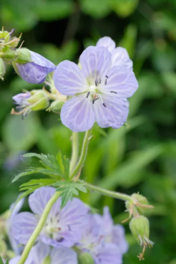 Geranium Pratense 'Mrs Kendall Clark', Meadow Cranesbill 'Mrs Kendall Clark', Meadow Cranesbill,'Hardy Geranium 'Mrs Kendall Clark', Blue Geranium, Best geraniums, Best groundcovers