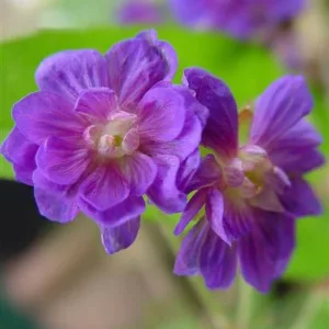 Geranium Pratense 'Plenum Violaceum', Meadow Cranesbill 'Plenum Violaceum', Geranium Pratense 'Flore Pleno', Geranium Pratense 'Plenum Purpureum', Geranium Pratense var. Flore-Pleno', Purple Geranium, Best geraniums, Best groundcovers