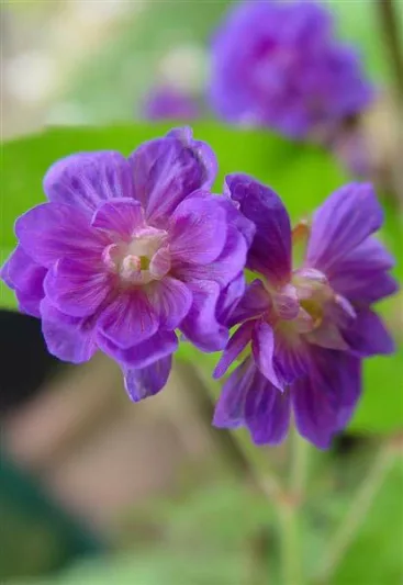 Geranium Pratense 'Plenum Violaceum', Meadow Cranesbill 'Plenum Violaceum', Geranium Pratense 'Flore Pleno', Geranium Pratense 'Plenum Purpureum', Geranium Pratense var. Flore-Pleno', Purple Geranium, Best geraniums, Best groundcovers