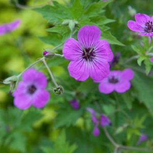 Geranium Psilostemon,Armenian Cranesbill, Geranium Armenum, Hardy Geranium, Purple Geranium,Purple Flowers