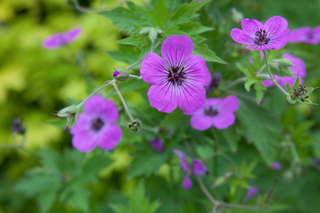 Geranium Psilostemon,Armenian Cranesbill, Geranium Armenum, Hardy Geranium, Purple Geranium,Purple Flowers