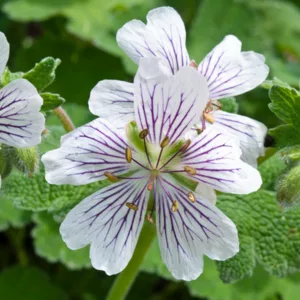 Geranium Renardii, Hardy Geranium, Caucasian Cranesbill, Renard Geranium, Award geranium, AGM Geranium, Best geraniums, Best groundcovers, white geranium