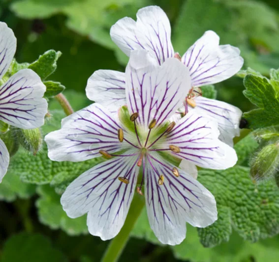 Geranium Renardii, Hardy Geranium, Caucasian Cranesbill, Renard Geranium, Award geranium, AGM Geranium, Best geraniums, Best groundcovers, white geranium