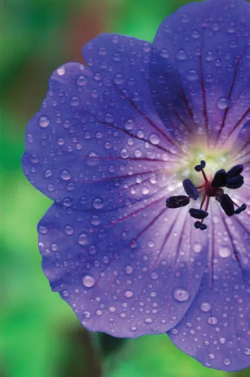 Geranium Rozanne, Hardy Geranium Rozanne, Crane's Bill Rozanne, Award geranium, AGM Geranium, Best geraniums, Best groundcovers, blue geranium, violet geranium