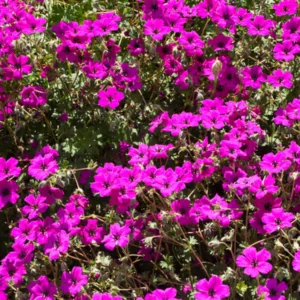 Geranium subcaulescens 'Giuseppii', Black-Eyed Magenta Cranesbill 'Giuseppi', Cranesbill 'Giuseppii', Geranium (Cinereum Group) 'Giuseppii', Geranium cinereum subsp. subcaulescens var. subcaulescens 'Giuseppii', Geranium cinereum var. subcaulescens 'Giuseppii', Hardy Geraniums, Best geraniums, Best Border Geranium, purple geranium
