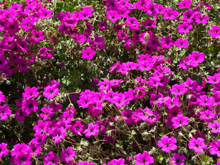 Geranium subcaulescens 'Giuseppii', Black-Eyed Magenta Cranesbill 'Giuseppi', Cranesbill 'Giuseppii', Geranium (Cinereum Group) 'Giuseppii', Geranium cinereum subsp. subcaulescens var. subcaulescens 'Giuseppii', Geranium cinereum var. subcaulescens 'Giuseppii', Hardy Geraniums, Best geraniums, Best Border Geranium, purple geranium