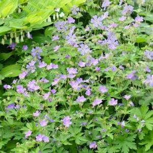 Geranium sylvaticum 'Birch Lilac', Wood Cranesbill 'Birch Lilac', Woodland Geranium, Best geraniums, Best groundcovers, Purple Geranium, Purple Cranesbill, Lilac Geranium, Lilac Cranesbill