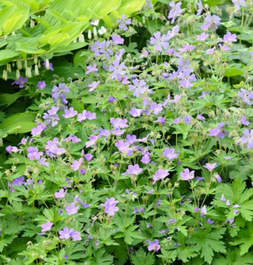 Geranium sylvaticum 'Birch Lilac', Wood Cranesbill 'Birch Lilac', Woodland Geranium, Best geraniums, Best groundcovers, Purple Geranium, Purple Cranesbill, Lilac Geranium, Lilac Cranesbill