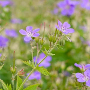 Geranium sylvaticum 'Mayflower', Wood Cranesbill 'Mayflower', Woodland Geranium, Best geraniums, Best groundcovers, Purple Geranium, Purple Cranesbill