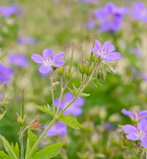 Geranium sylvaticum 'Mayflower', Wood Cranesbill 'Mayflower', Woodland Geranium, Best geraniums, Best groundcovers, Purple Geranium, Purple Cranesbill
