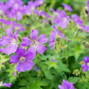 Geranium sylvaticum, Wood Cranesbill, Bassinet, King's Hood, Wood Geranium, Hardy Geraniums, Best geraniums, Best groundcovers, Blue geranium, Purple Geranium