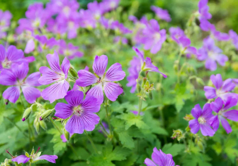 Geranium sylvaticum, Wood Cranesbill, Bassinet, King's Hood, Wood Geranium, Hardy Geraniums, Best geraniums, Best groundcovers, Blue geranium, Purple Geranium
