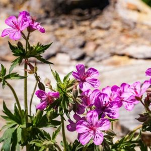 Geranium viscosissimum, Sticky Purple Geranium, Sticky Wild Geranium, Hardy Geraniums, Purple Geranium, Purple Cranesbill