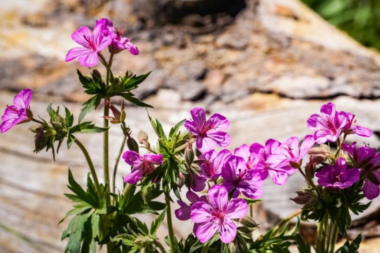 Geranium viscosissimum, Sticky Purple Geranium, Sticky Wild Geranium, Hardy Geraniums, Purple Geranium, Purple Cranesbill