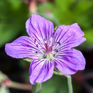 Geranium Wlassovianum, Hardy Geranium, Siberian Geranium, Best geraniums, Purple Geranium