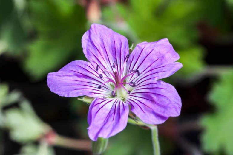 Geranium Wlassovianum, Hardy Geranium, Siberian Geranium, Best geraniums, Purple Geranium