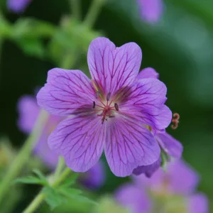Geranium x Magnificum,Geranium Magnificum, Purple Cranesbill, Showy Cranesbill, Hardy Geranium, Blue Geranium, Purple Geranium