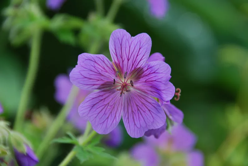 Geranium x Magnificum,Geranium Magnificum, Purple Cranesbill, Showy Cranesbill, Hardy Geranium, Blue Geranium, Purple Geranium