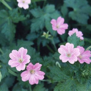 Geranium 'Claridge Druce', Hardy Geranium Claridge Druce, Cranesbill Claridge Druce', Geranium x Oxonianum 'Claridge Druce', Best geraniums, Best ground covers, pink geranium