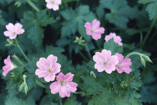 Geranium 'Claridge Druce', Hardy Geranium Claridge Druce, Cranesbill Claridge Druce', Geranium x Oxonianum 'Claridge Druce', Best geraniums, Best ground covers, pink geranium