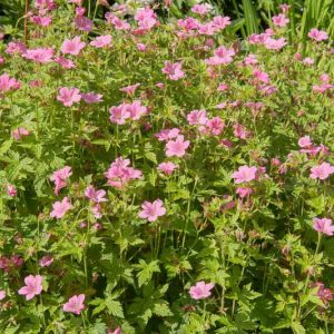 Geranium 'Wargrave Pink', Hardy Geranium Wargrave Pink, Cranesbill 'Wargrave Pink', Geranium Endressii 'Wargrave Pink', Geranium x Oxonianum 'Wargrave', Geranium 'Wargrave Pink', Best geraniums, Best groundcovers, pink geranium, salmon geranium