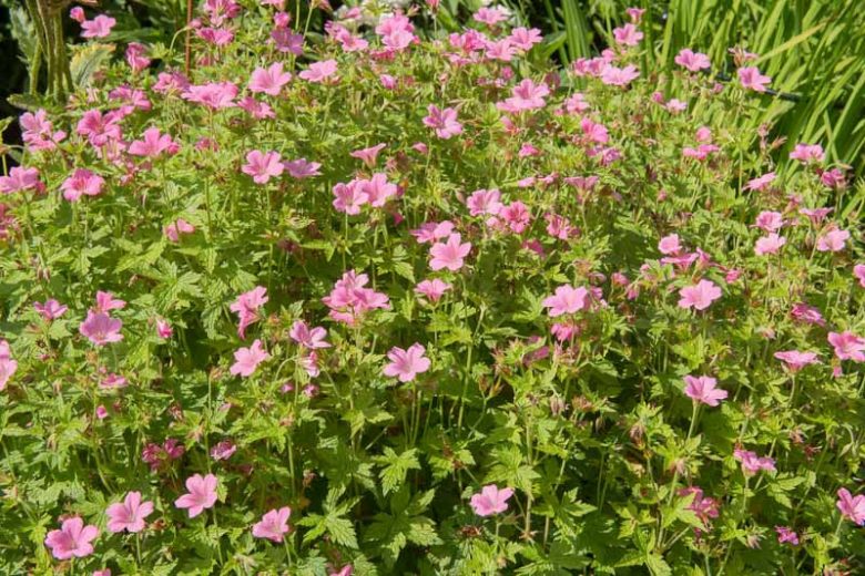 Geranium 'Wargrave Pink', Hardy Geranium Wargrave Pink, Cranesbill 'Wargrave Pink', Geranium Endressii 'Wargrave Pink', Geranium x Oxonianum 'Wargrave', Geranium 'Wargrave Pink', Best geraniums, Best groundcovers, pink geranium, salmon geranium