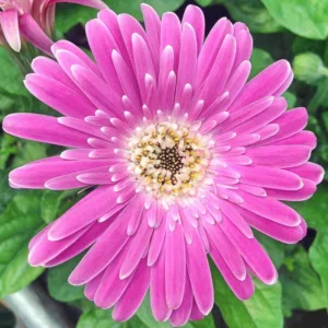 Gerbera Garvinea Sweet Surprise, Gerbera Daisy Garvinea Sweet Surprise, Gerber Daisy Garvinea Sweet Surprise, Garvinea Series, Pink Gerbera, Hardy Gerbera