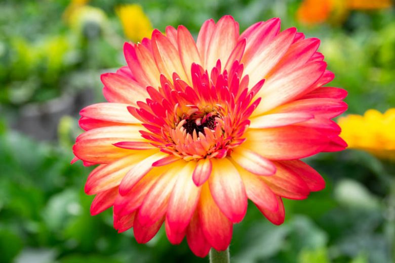 Gerbera jamesonii, Gerbera Daisy, Transvaal Daisy, Pink flowers, Orange Flowers, White Flowers, Red Flowers