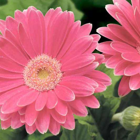 Gerbera jamesonii Jaguar™ Rose Picotee, Gerbera Daisy Jaguar™ Rose Picotee, Gerber Daisy Jaguar™ Rose Picotee, Jaguar Series