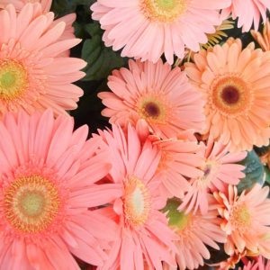 Gerbera jamesonii Mega Revolution Champagne, Gerbera Daisy Mega Revolution™ Champagne, Gerber Daisy Mega Revolution™ Champagne, Mega Revolution Series