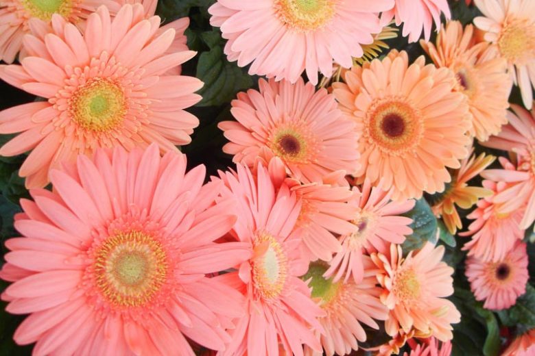 Gerbera jamesonii Mega Revolution Champagne, Gerbera Daisy Mega Revolution™ Champagne, Gerber Daisy Mega Revolution™ Champagne, Mega Revolution Series