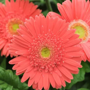Gerbera jamesonii Mega Revolution Salmon Rose, Gerbera Daisy Mega Revolution™ Salmon Rose, Gerber Daisy Mega Revolution™ Salmon Rose, Mega Revolution Series